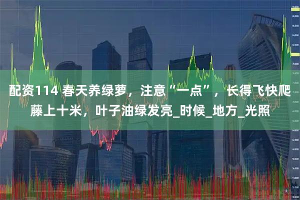 配资114 春天养绿萝，注意“一点”，长得飞快爬藤上十米，叶子油绿发亮_时候_地方_光照